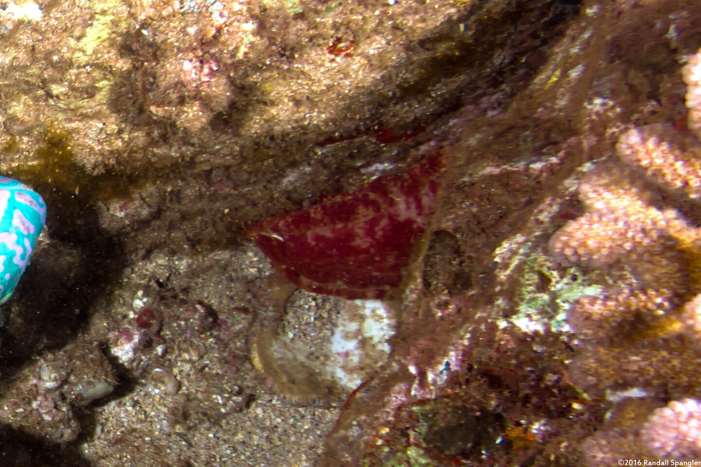 Hexabranchus sandwichensis (Hawaiian Spanish Dancer)