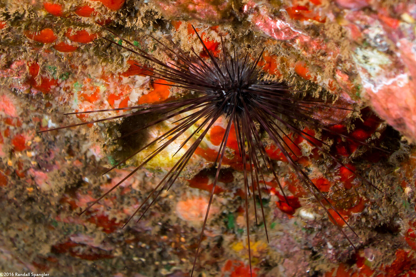 Diadema paucispinum (Long-Spined Urchin)