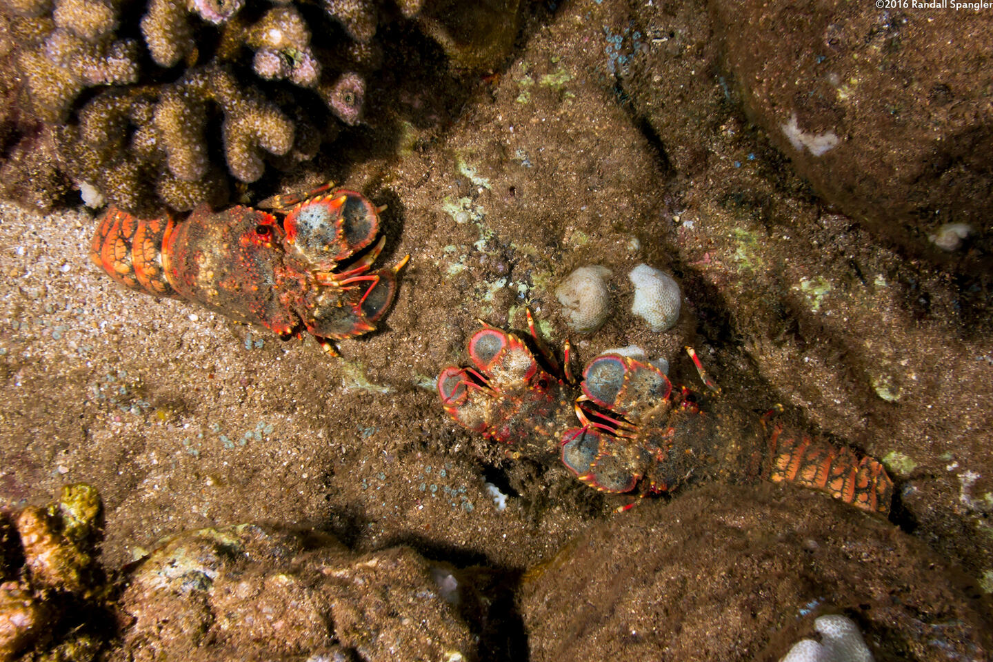 Arctides regalis (Regal Slipper Lobster)