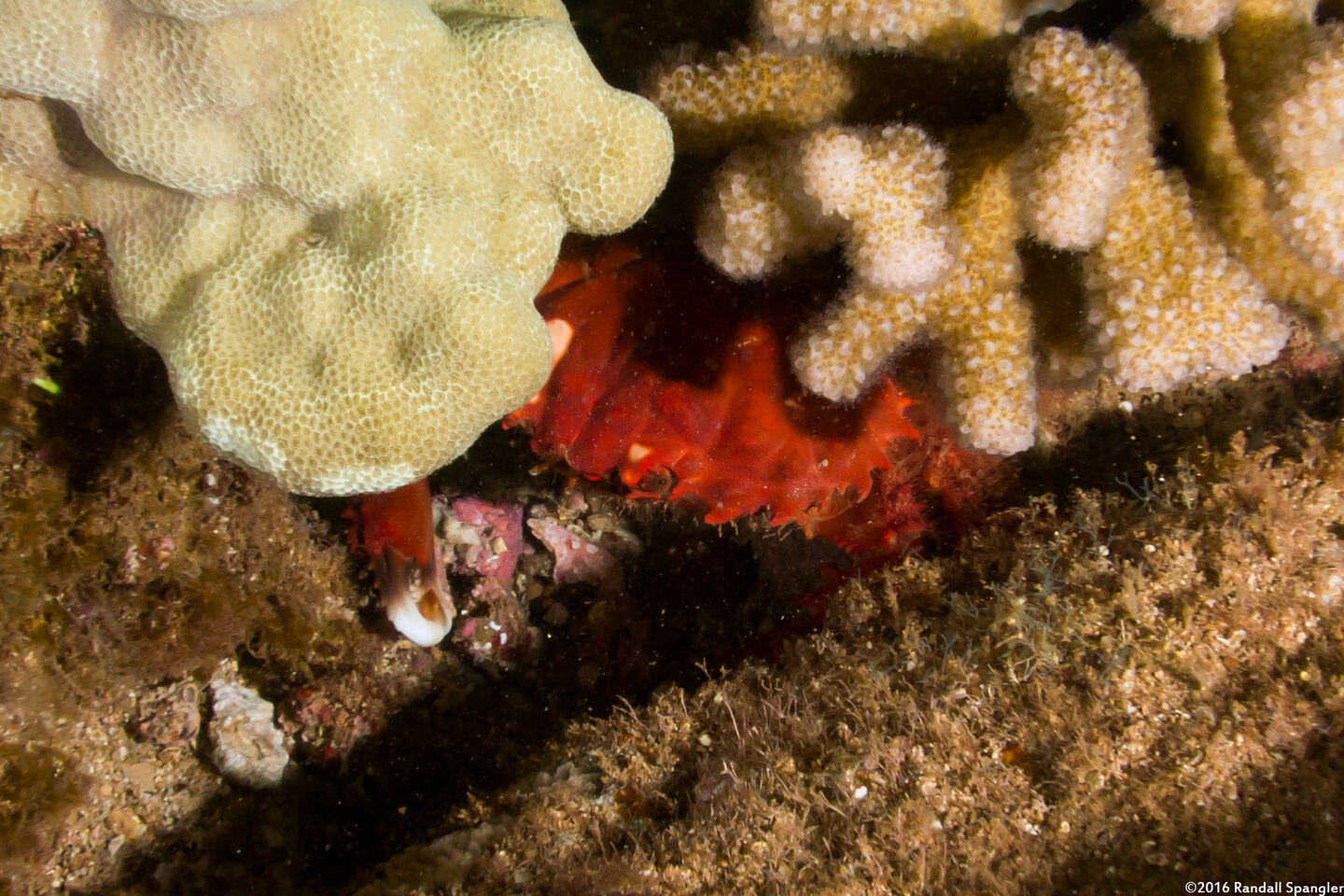 Etisus splendidus (Splendid Red Spooner Crab)