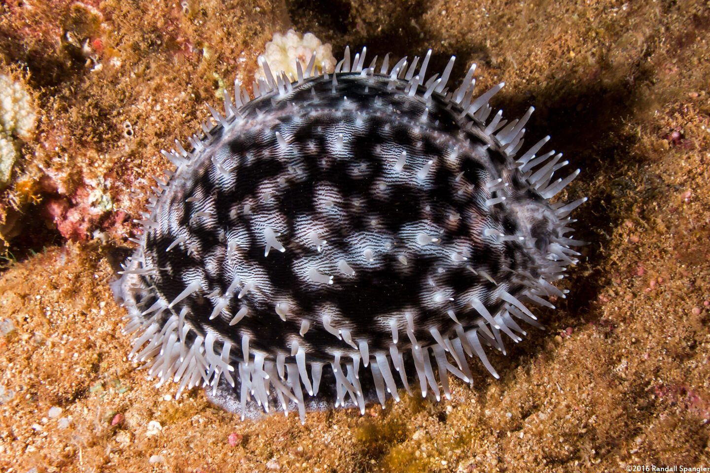 Cypraea tigris (Tiger Cowry)