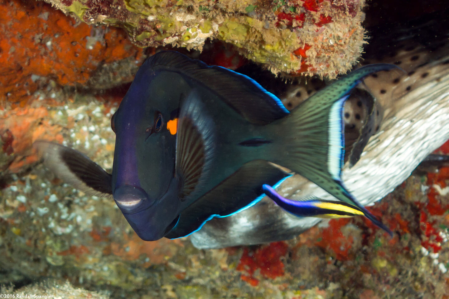 Acanthurus olivaceus (Orangeband Surgeonfish)