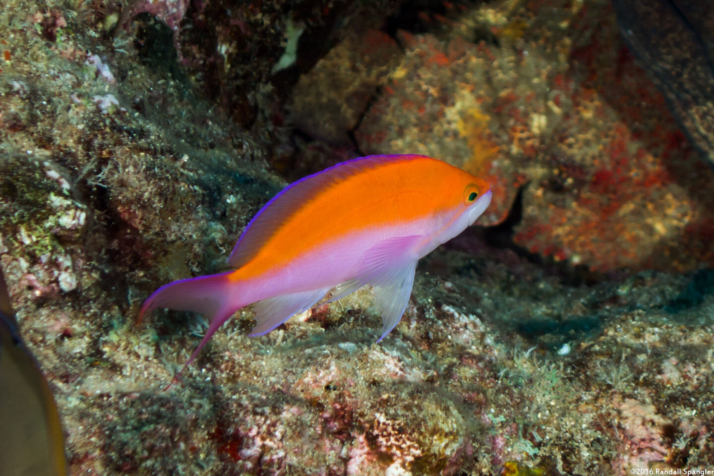 Pseudanthias bicolor (Bicolor Anthias)