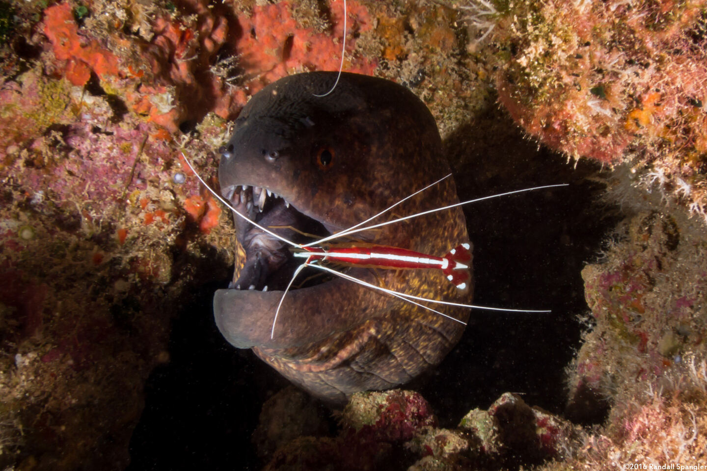 Lysmata amboinensis (White-Banded Cleaner Shrimp)