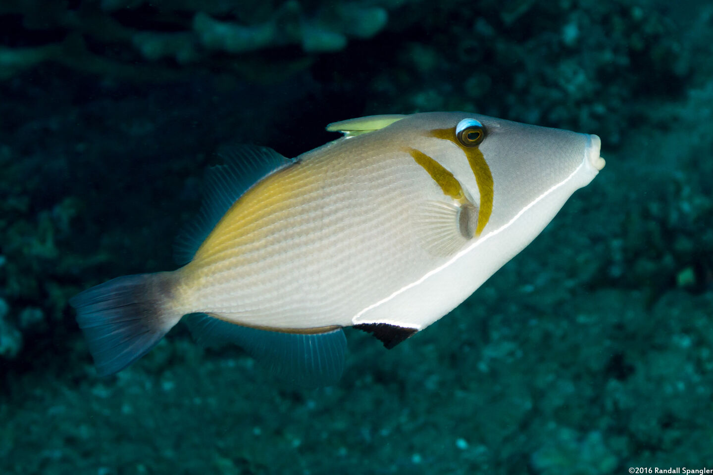 Sufflamen bursa (Scythe Triggerfish)