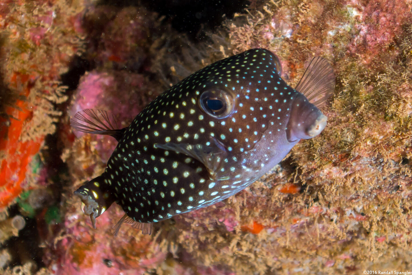 Ostracion meleagris (Spotted Boxfish)