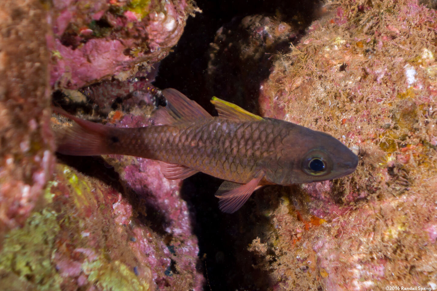 Pristiapogon kallopterus (Iridescent Cardinalfish)
