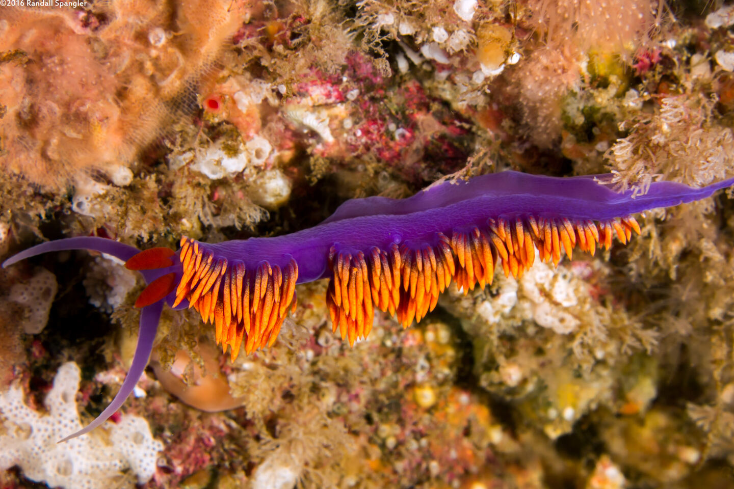 Flabellinopsis iodinea (Spanish Shawl)