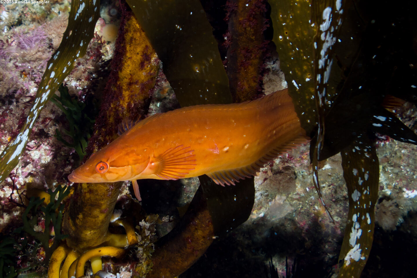 Heterostichus rostratus (Giant Kelpfish)