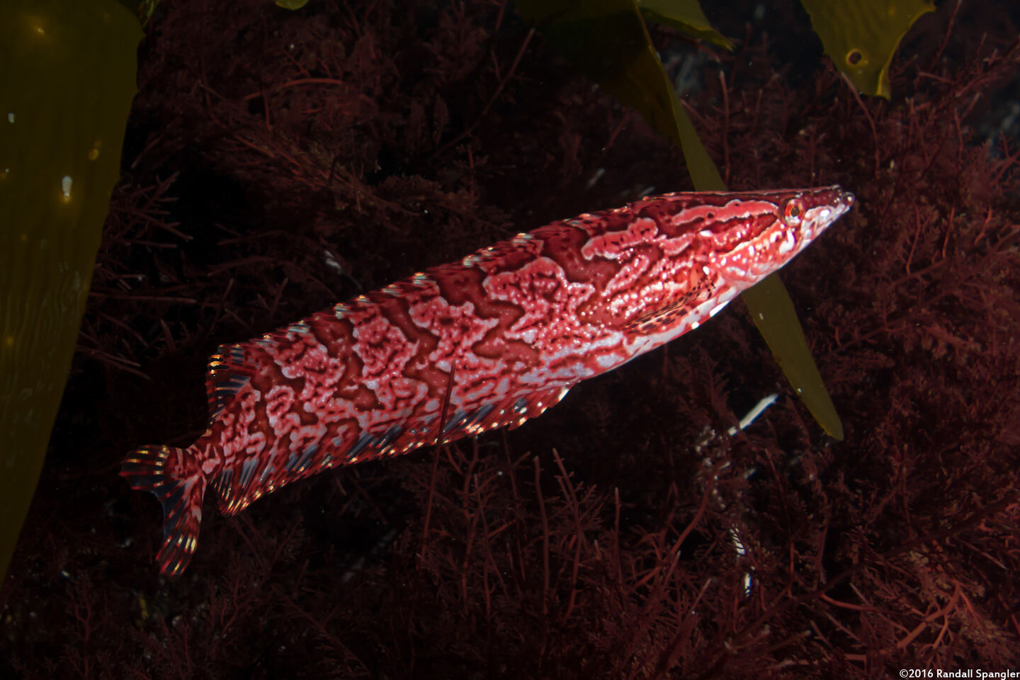 Heterostichus rostratus (Giant Kelpfish)