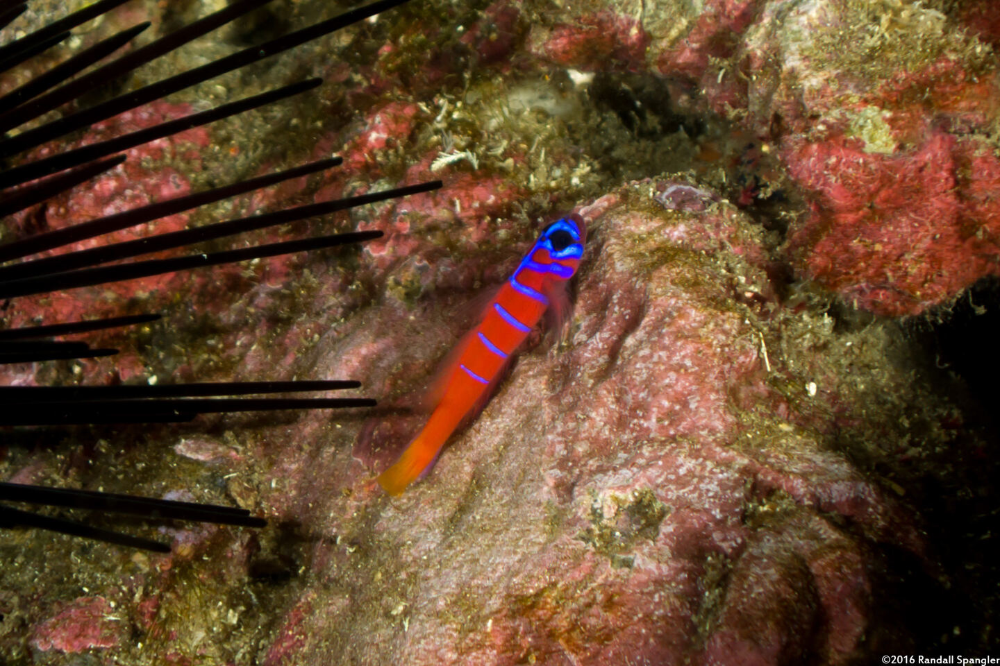 Lythrypnus dalli (Bluebanded Goby)