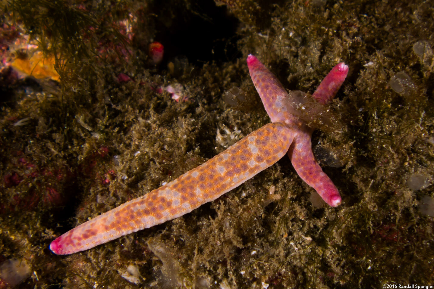 Linckia columbiae (Fragile Star); Growing from an arm dropped by an adult star