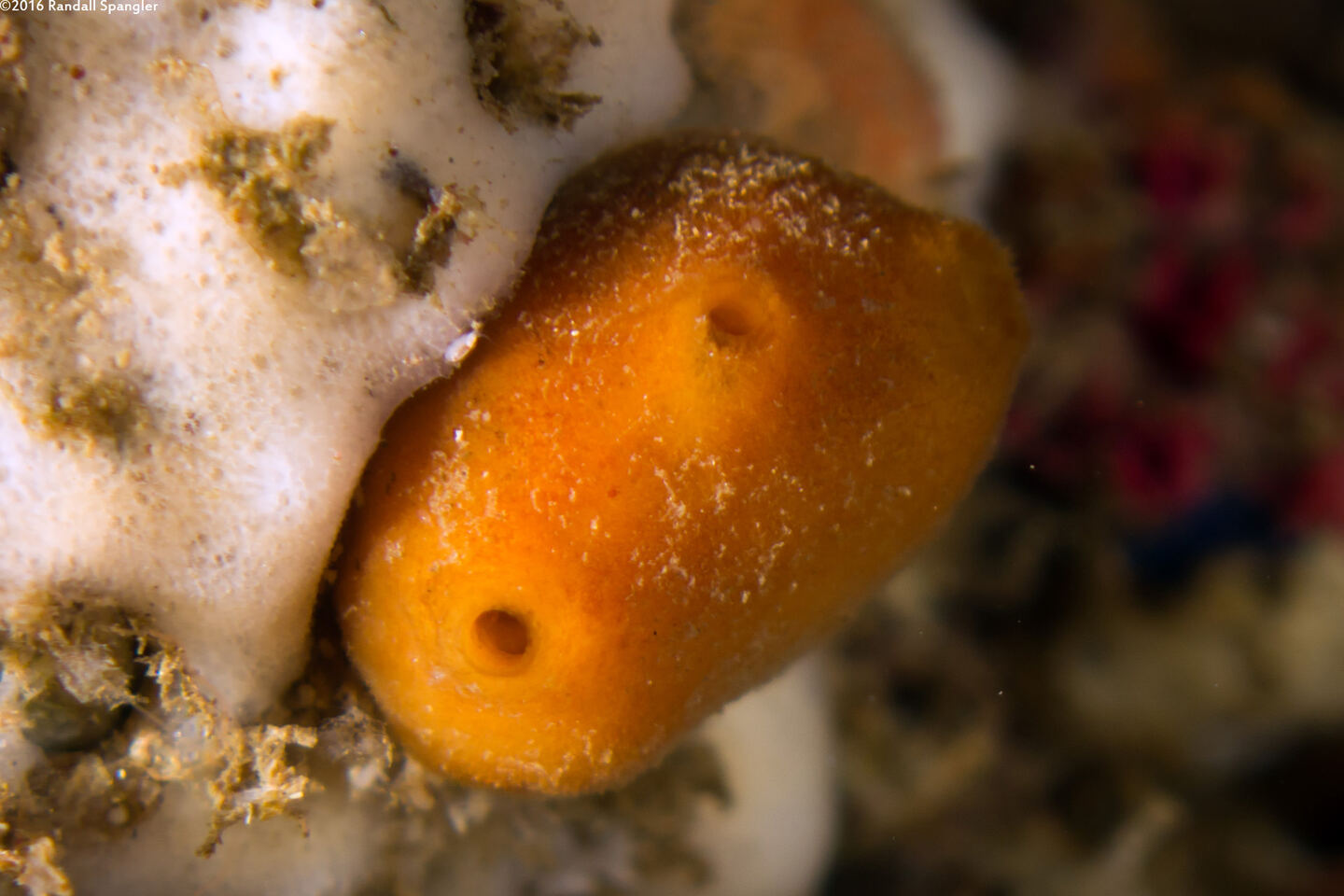 Pseudosuberites montiniger (Peachball Sponge)