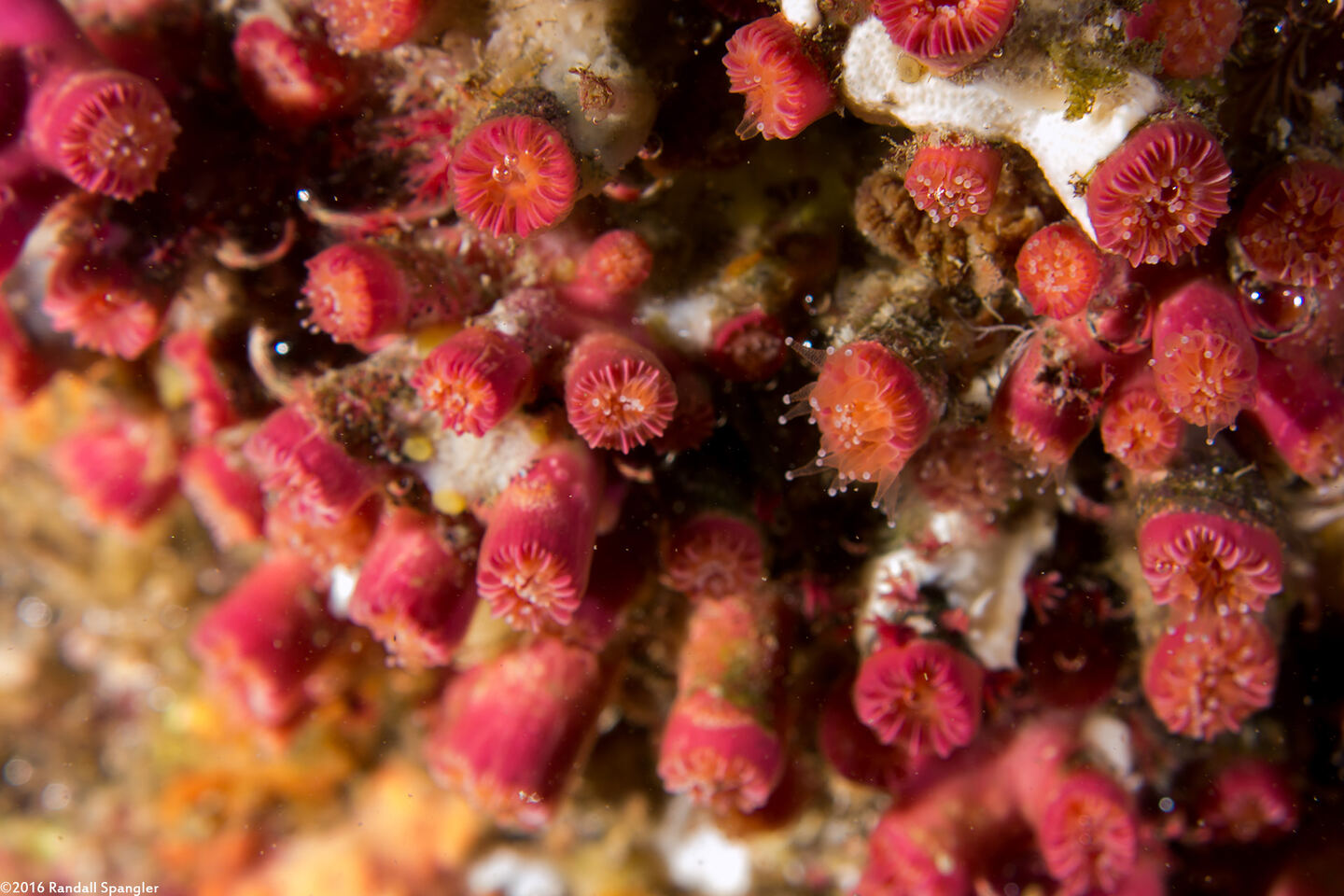 Coenocyathus bowersi (Colonial Cup Coral)
