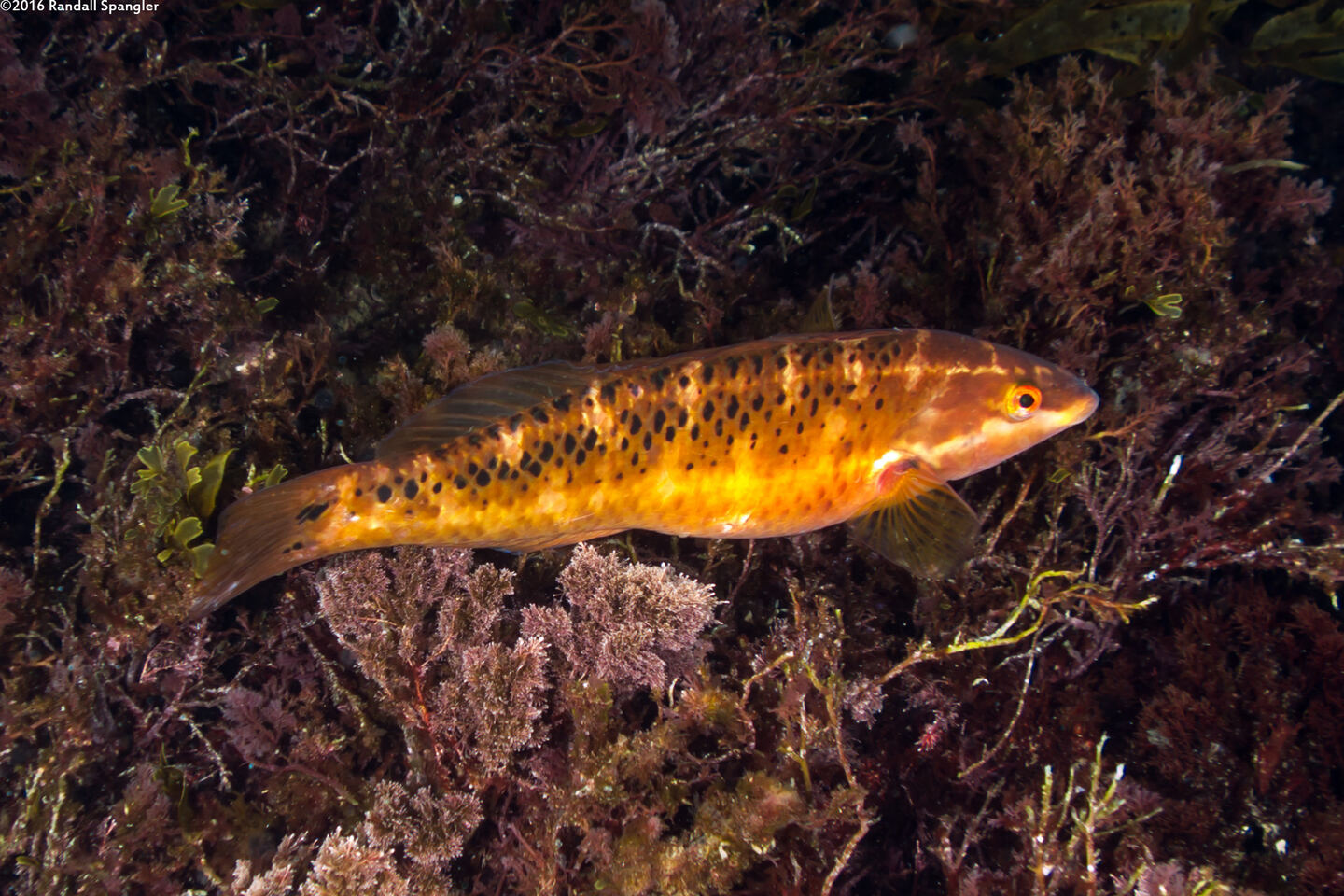 Halichoeres semicinctus (Rock Wrasse)
