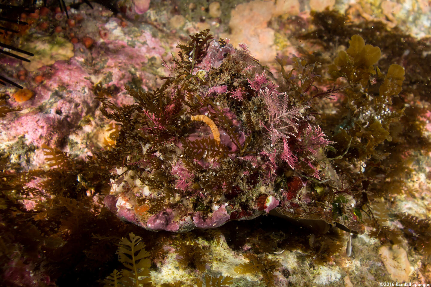Megastraea undosa (Wavy Turban Snail)