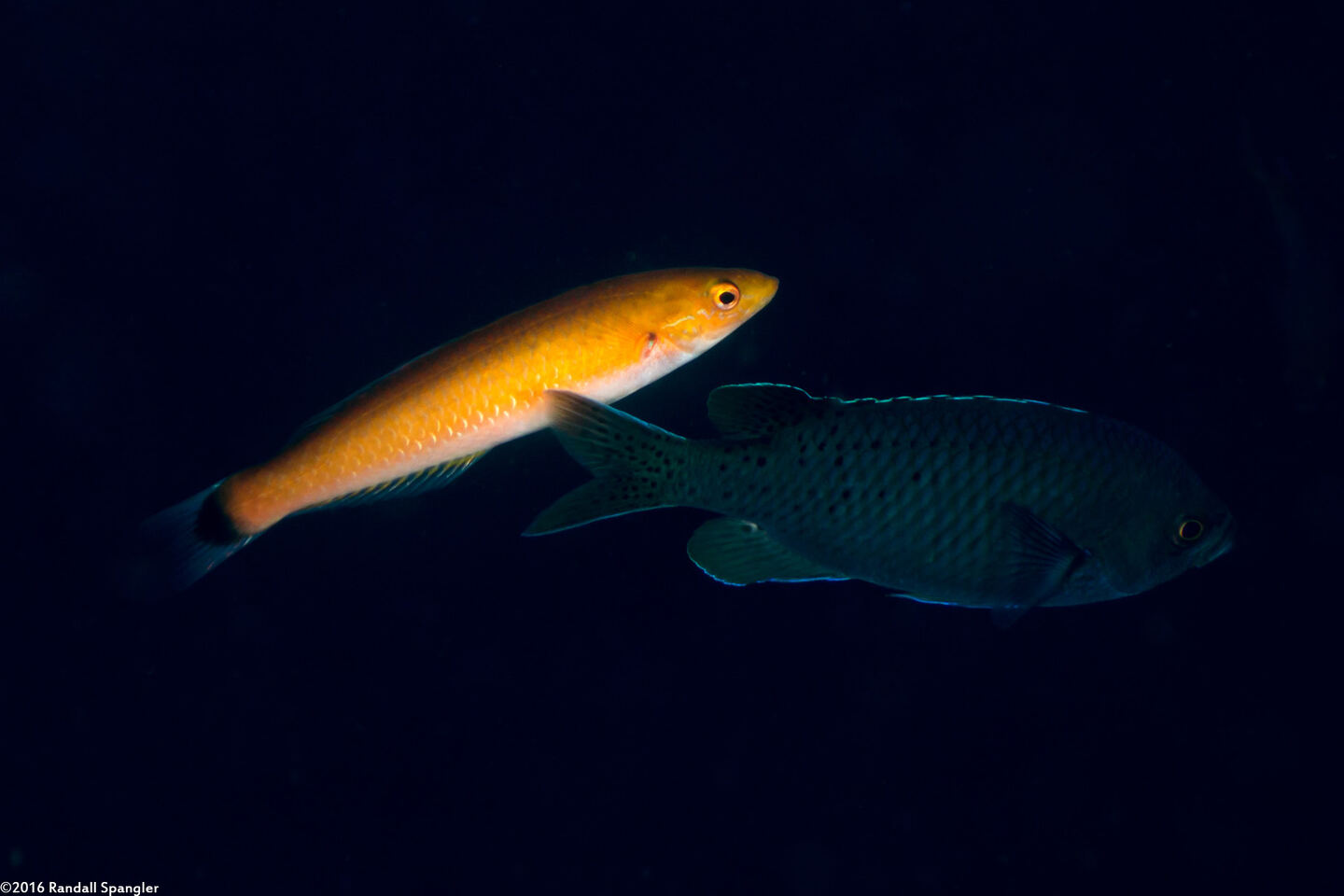 Oxyjulis californica (Señorita); Cleaning a blacksmith