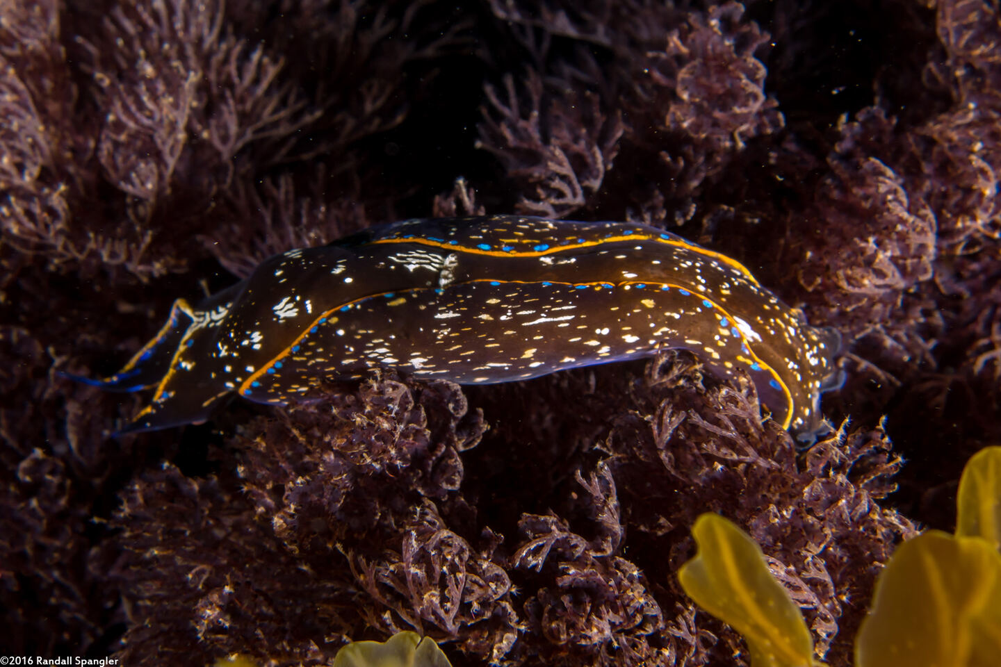 Navanax inermis (Navanax)