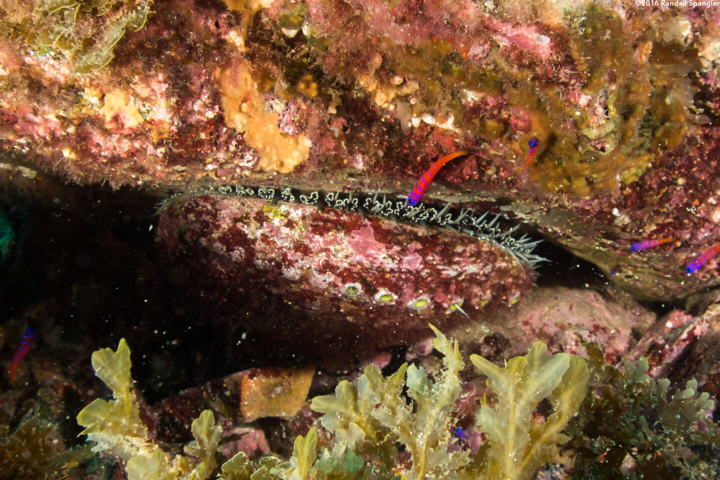 Haliotis fulgens (Green Abalone)