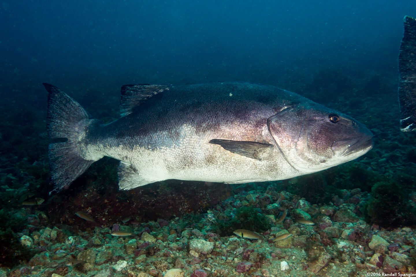 Stereolepis gigas (Giant Sea Bass)
