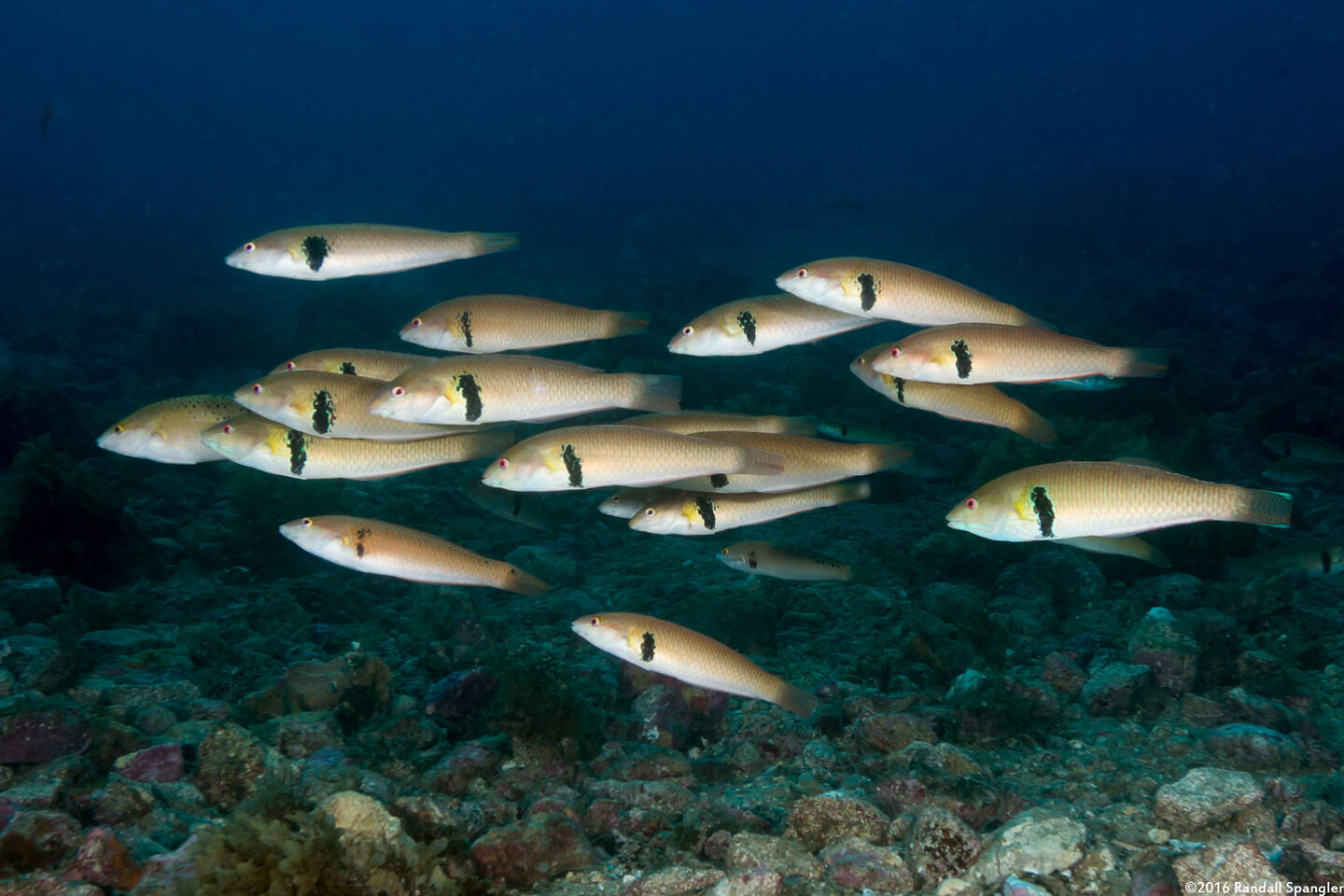 Halichoeres semicinctus (Rock Wrasse)