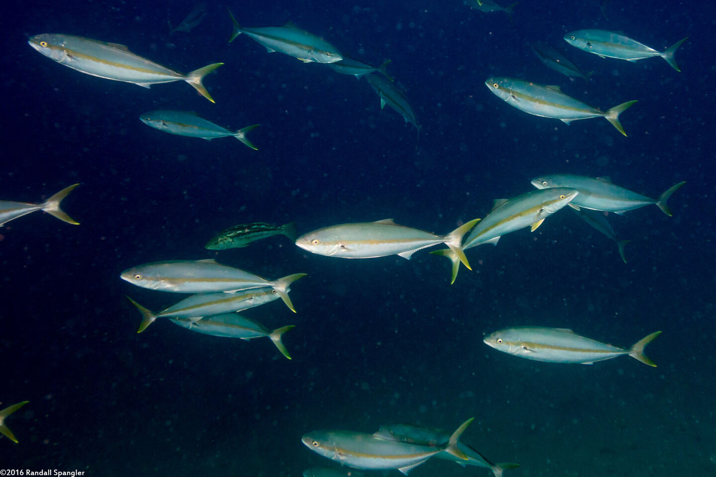 Seriola lalandi (Yellowtail Jack)