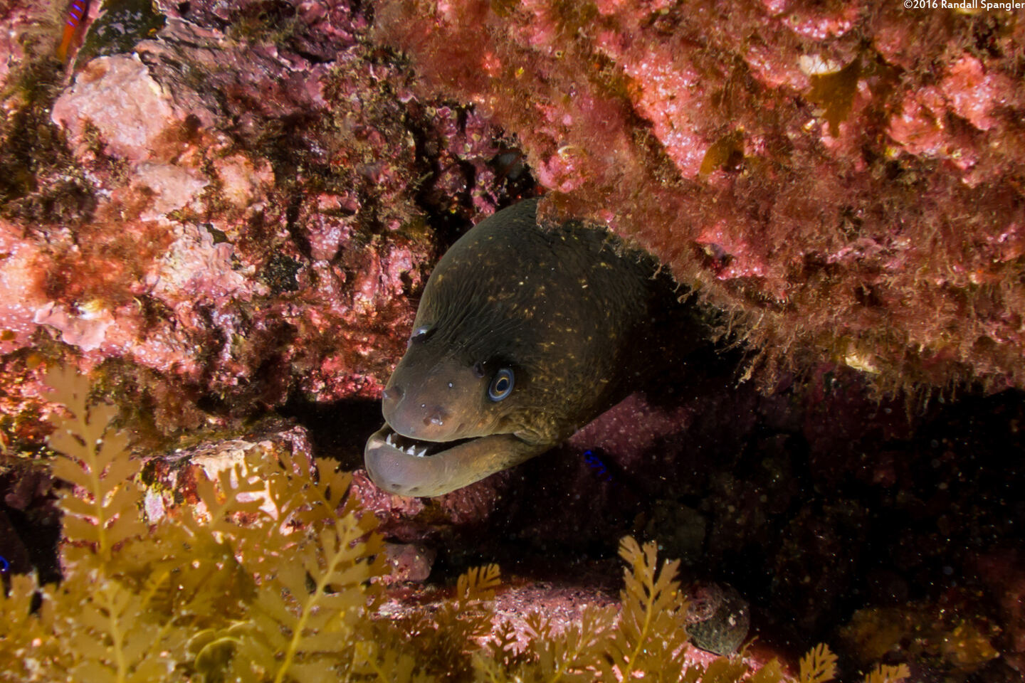 Gymnothorax mordax (California Moray)