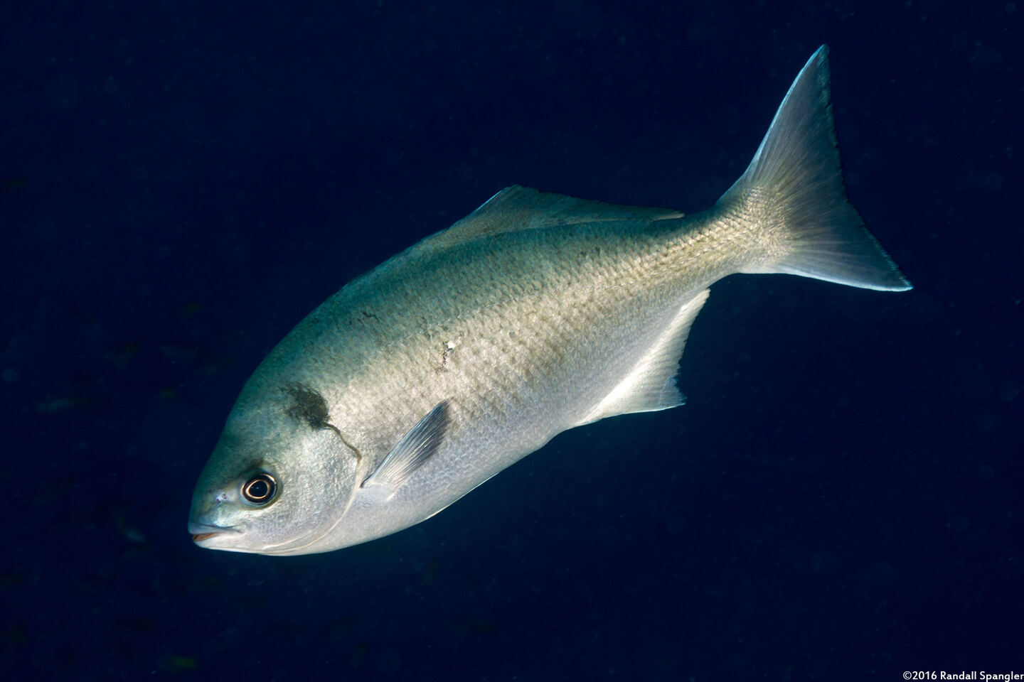 Medialuna californiensis (Halfmoon)