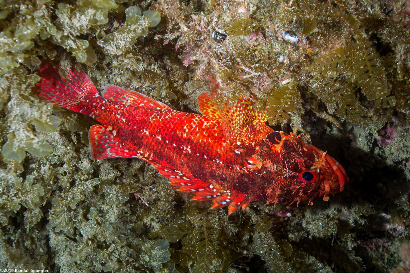 Scorpaenodes xyris (Rainbow Scorpionfish)