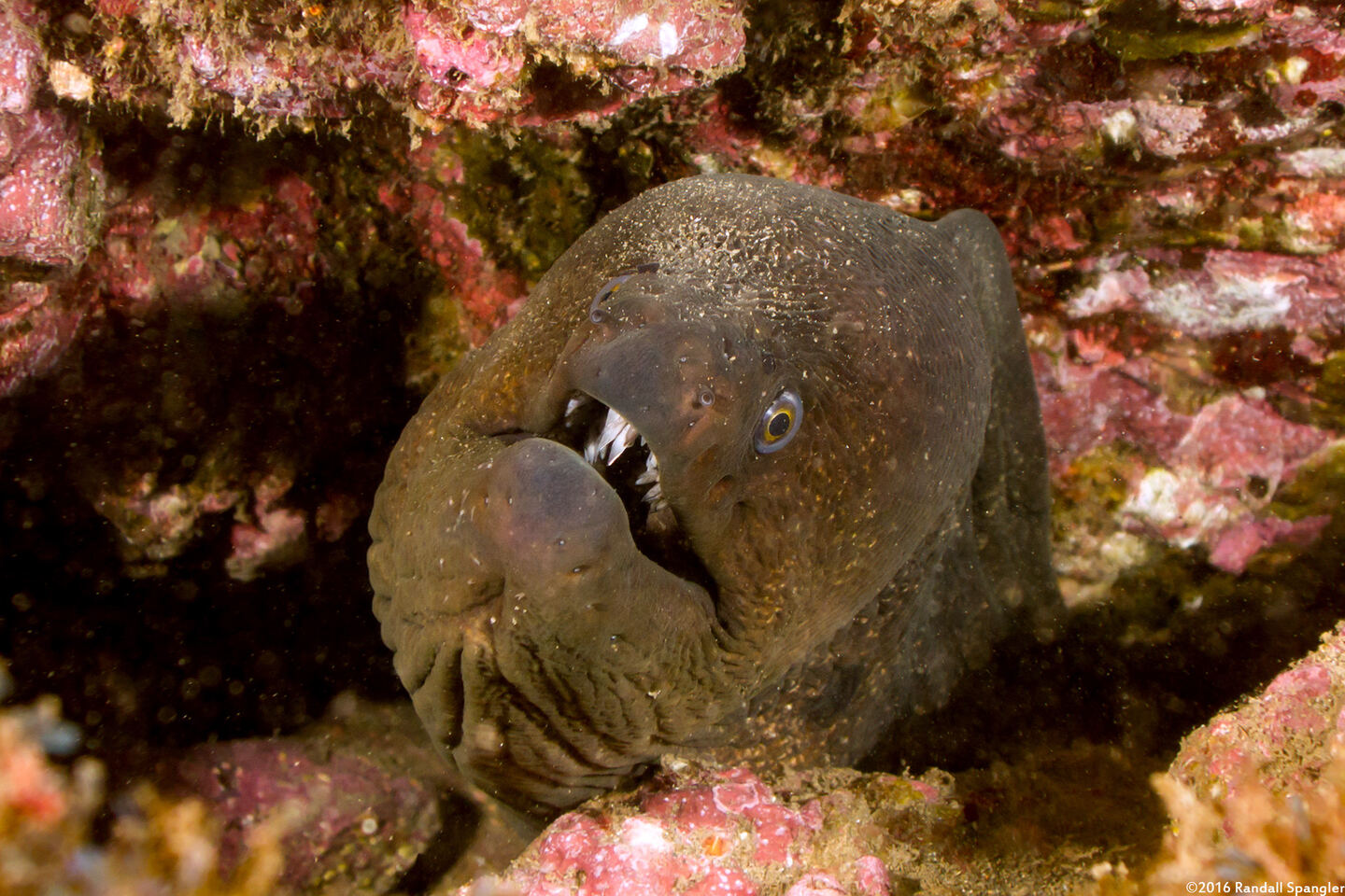 Gymnothorax mordax (California Moray)