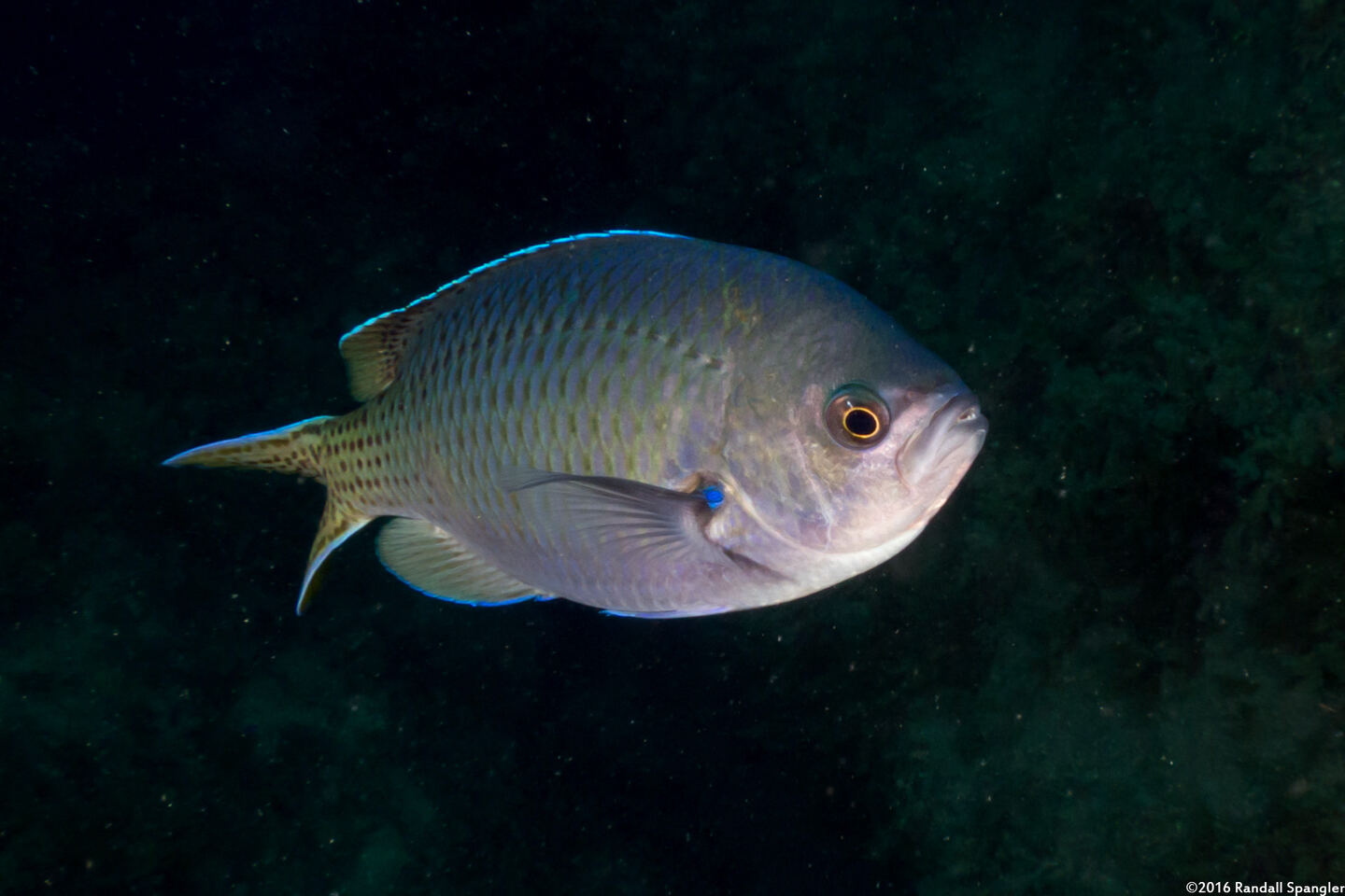 Chromis punctipinnis (Blacksmith)