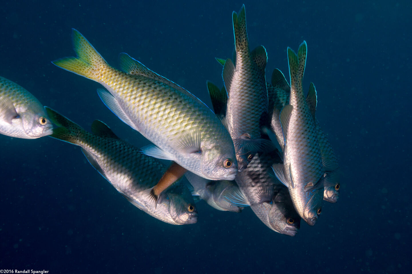 Chromis punctipinnis (Blacksmith)