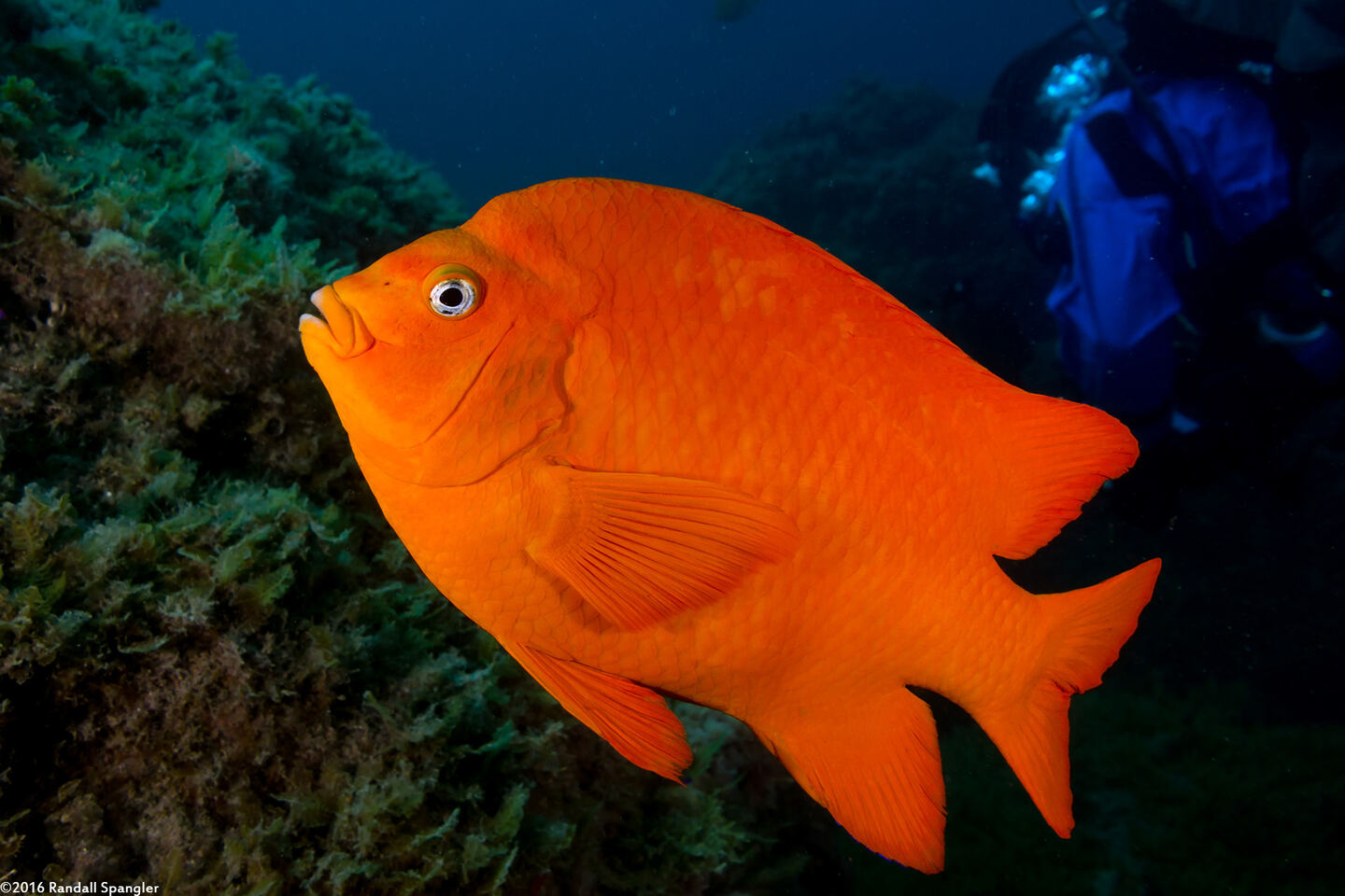 Hypsypops rubicundus (Garibaldi)