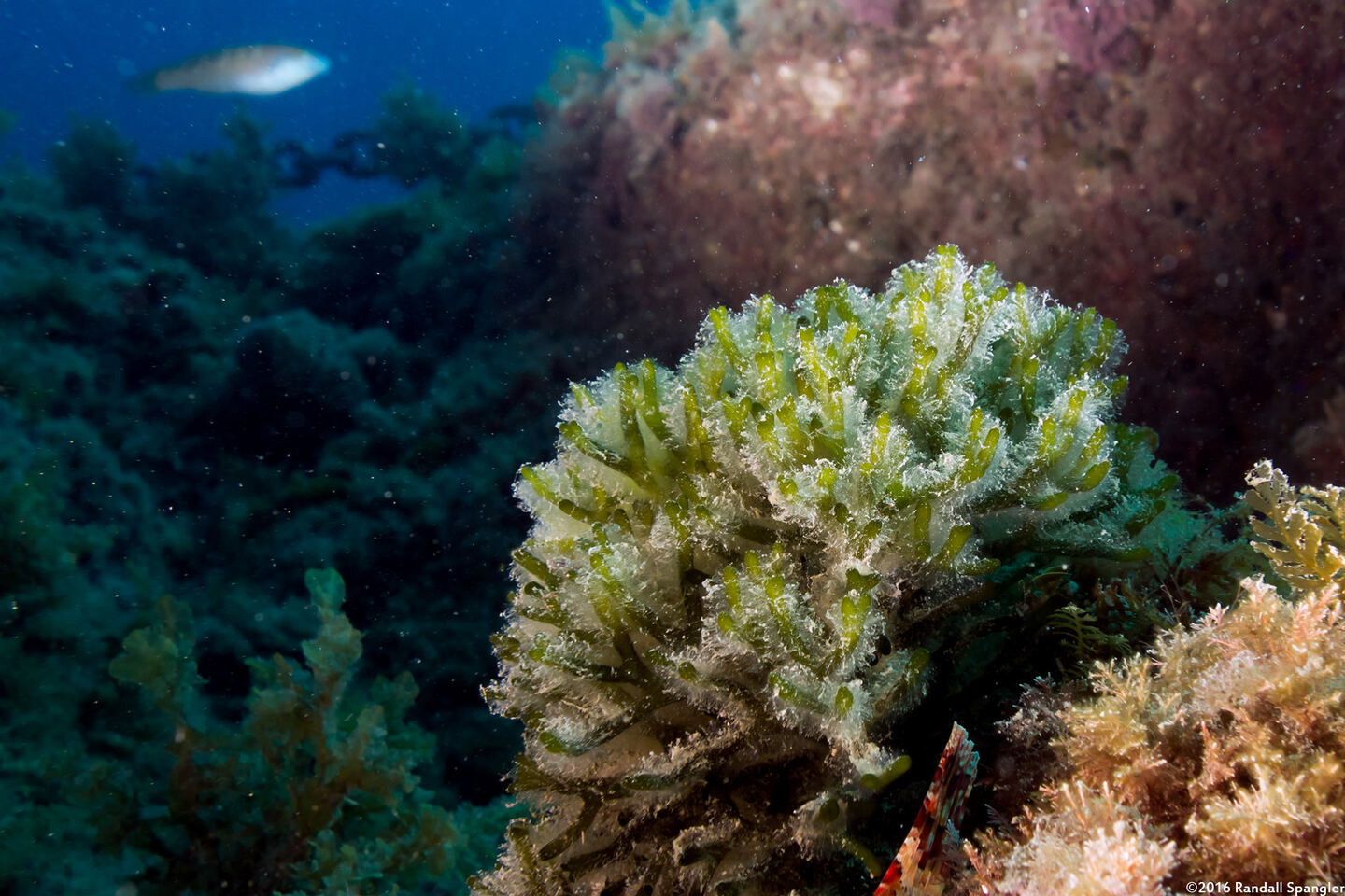 Codium fragile (Dead Man's Fingers)