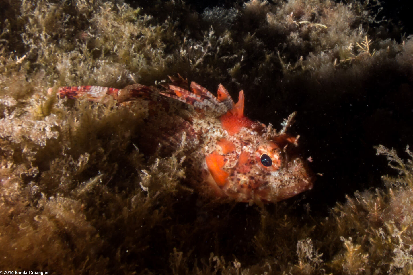 Scorpaena guttata (California Scorpionfish)
