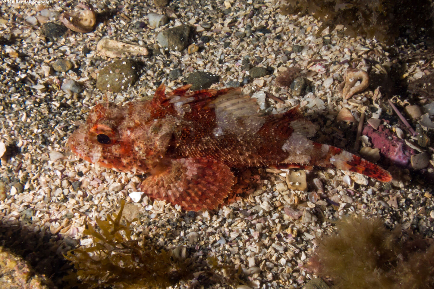 Scorpaena guttata (California Scorpionfish)