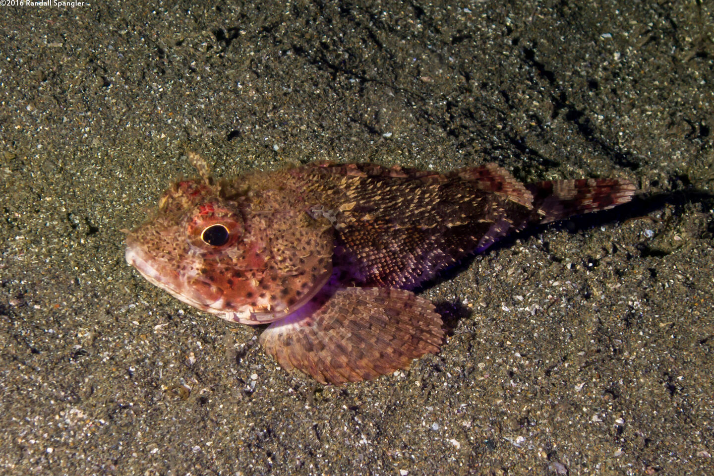 Scorpaena guttata (California Scorpionfish)