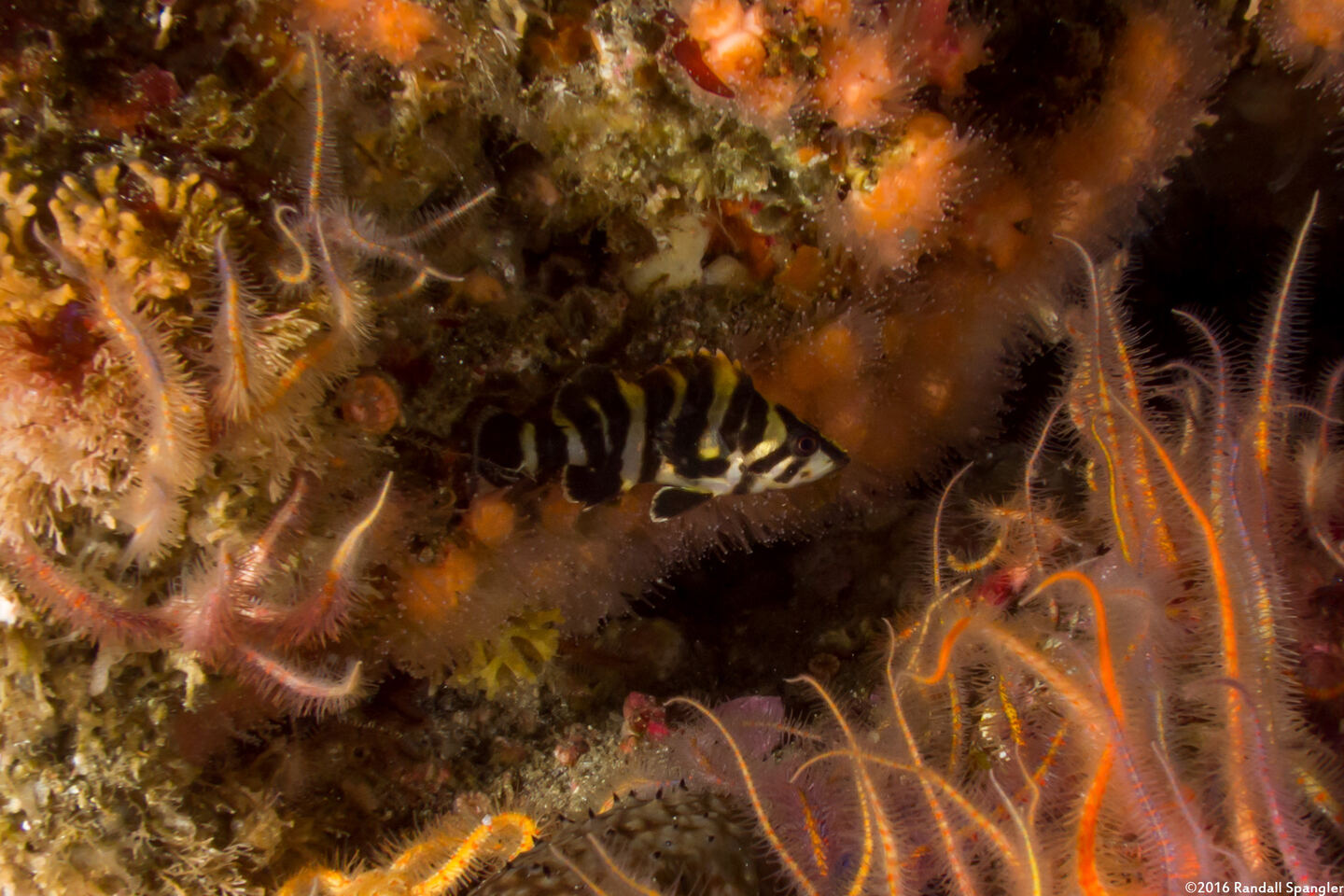 Sebastes serriceps (Treefish)