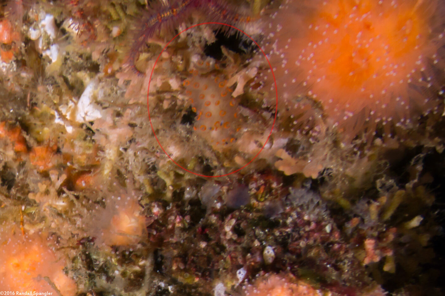 Antiopella barbarensis (Santa Barbara Janolus)