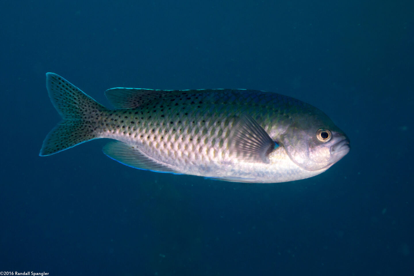 Chromis punctipinnis (Blacksmith)