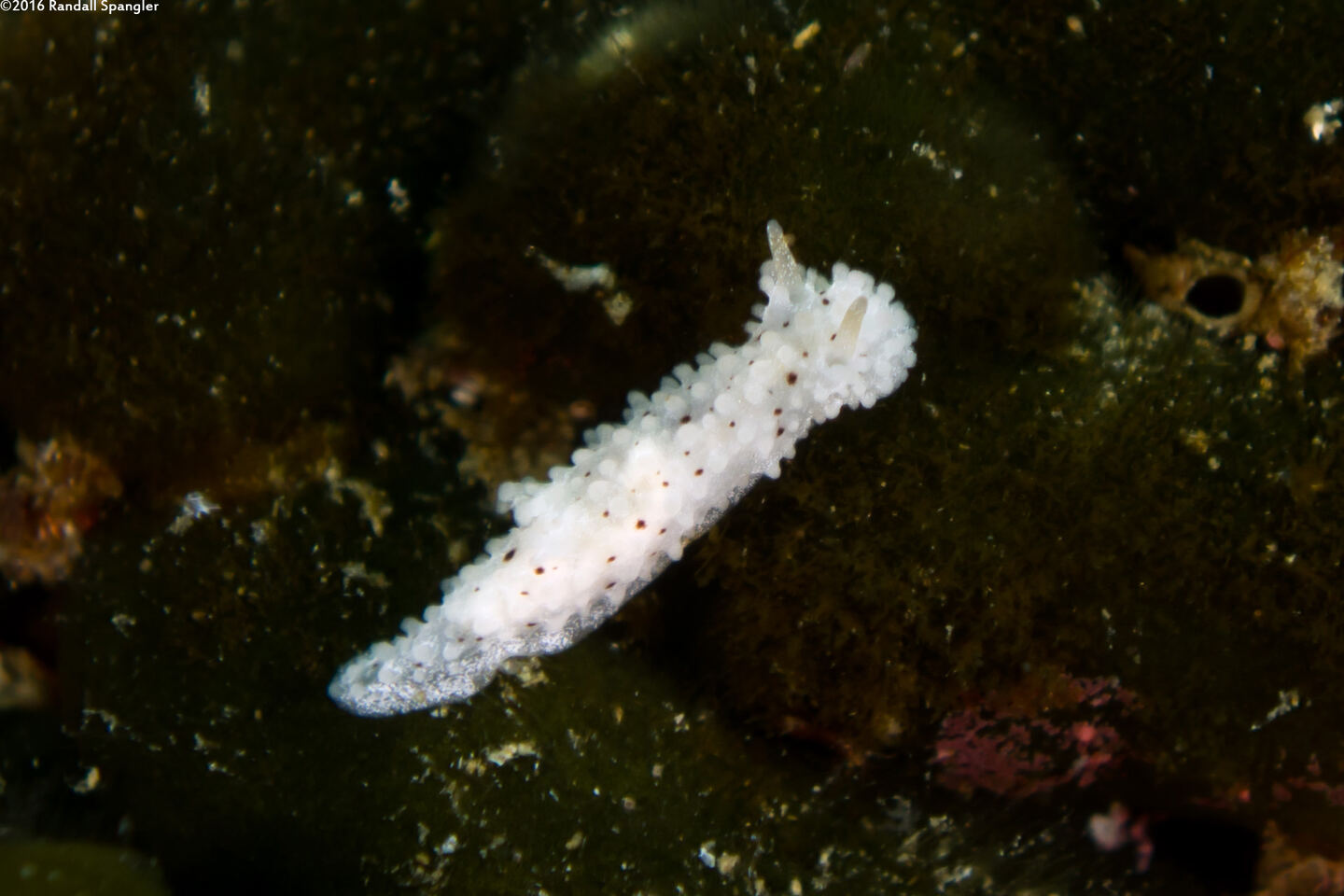 Aegires albopunctatus (Salt-and-Pepper Dorid)