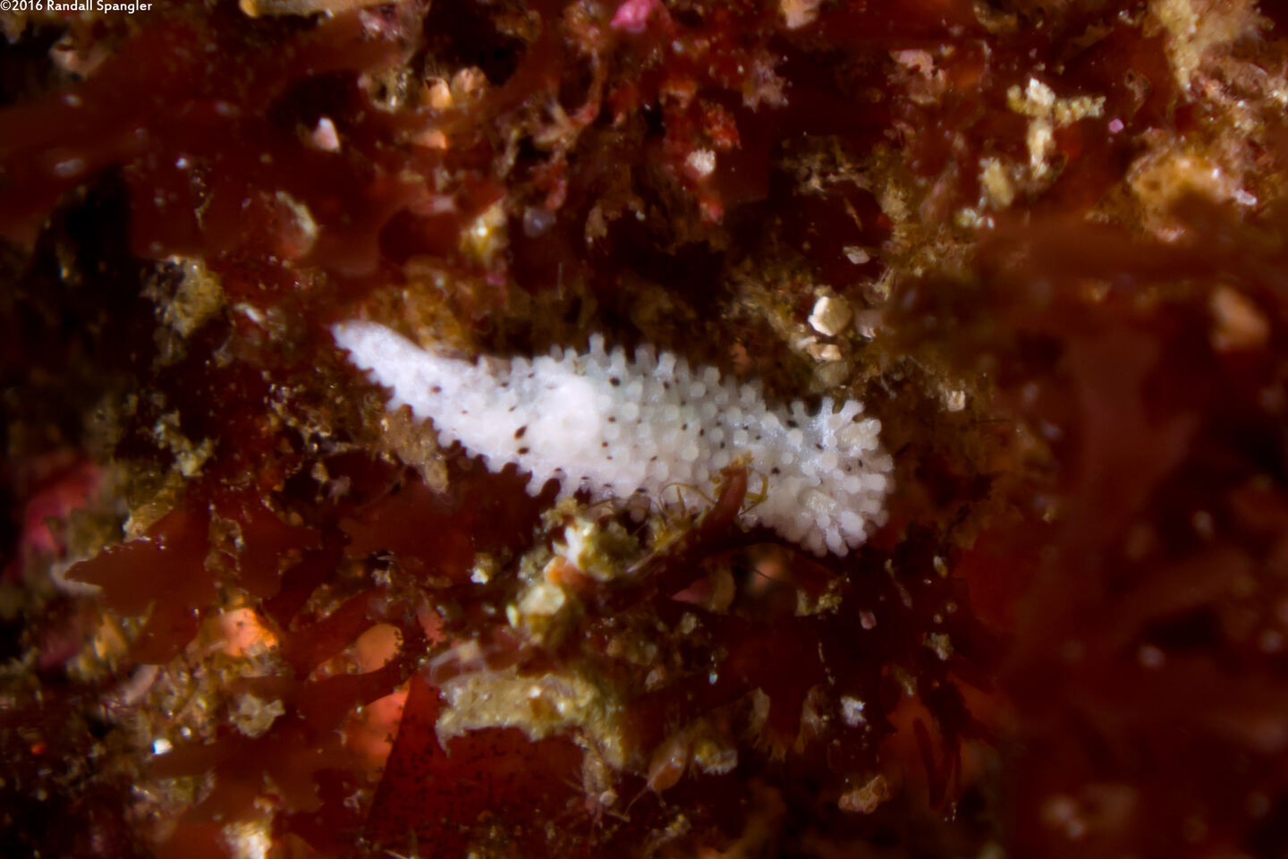 Aegires albopunctatus (Salt-and-Pepper Dorid)
