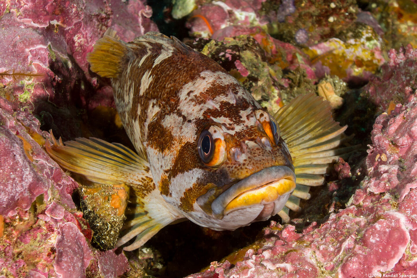 Sebastes carnatus (Gopher Rockfish)