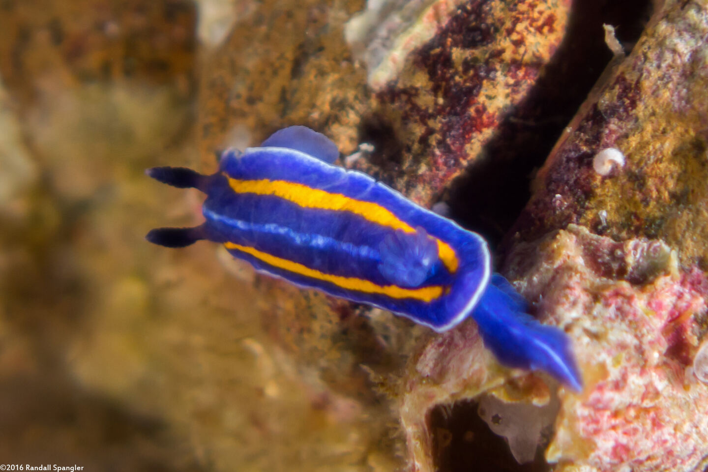 Felimare porterae (Porter's Chromodorid)