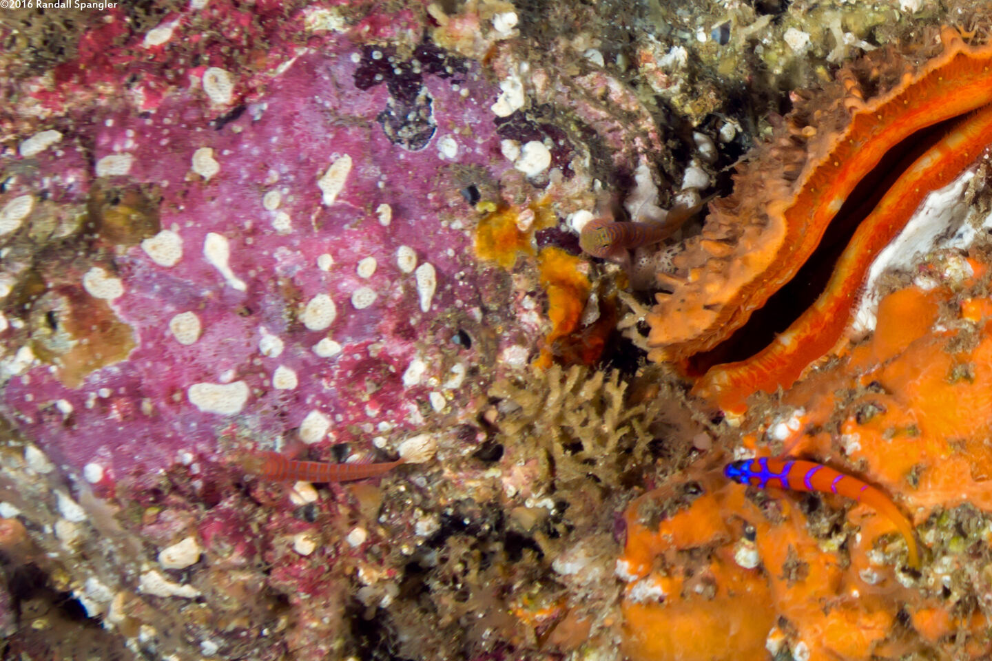 Lythrypnus zebra (Zebra Goby)