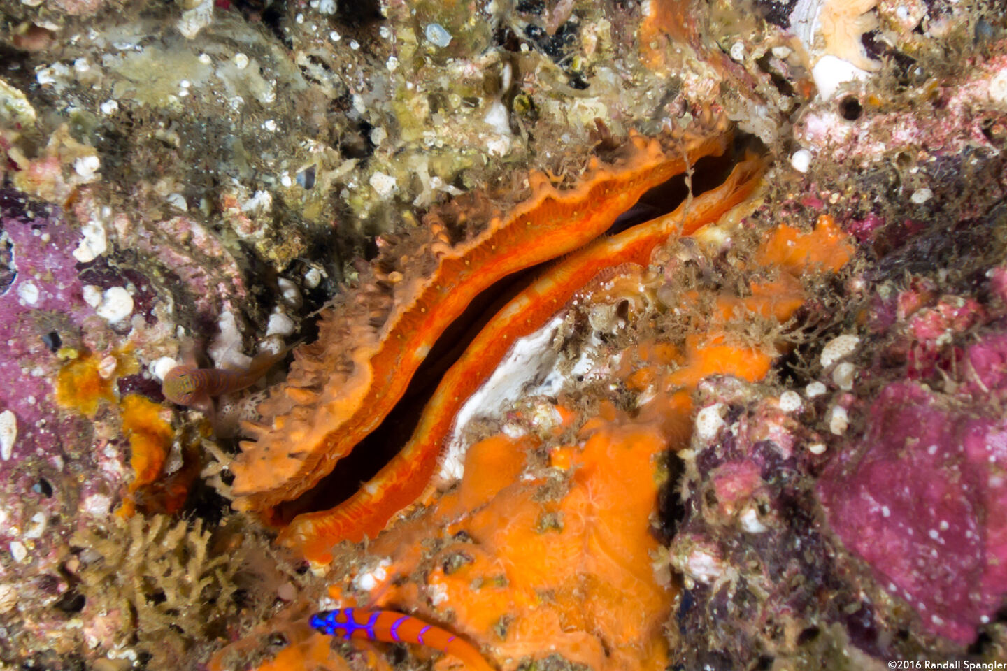 Crassadoma gigantea (Rock Scallop)