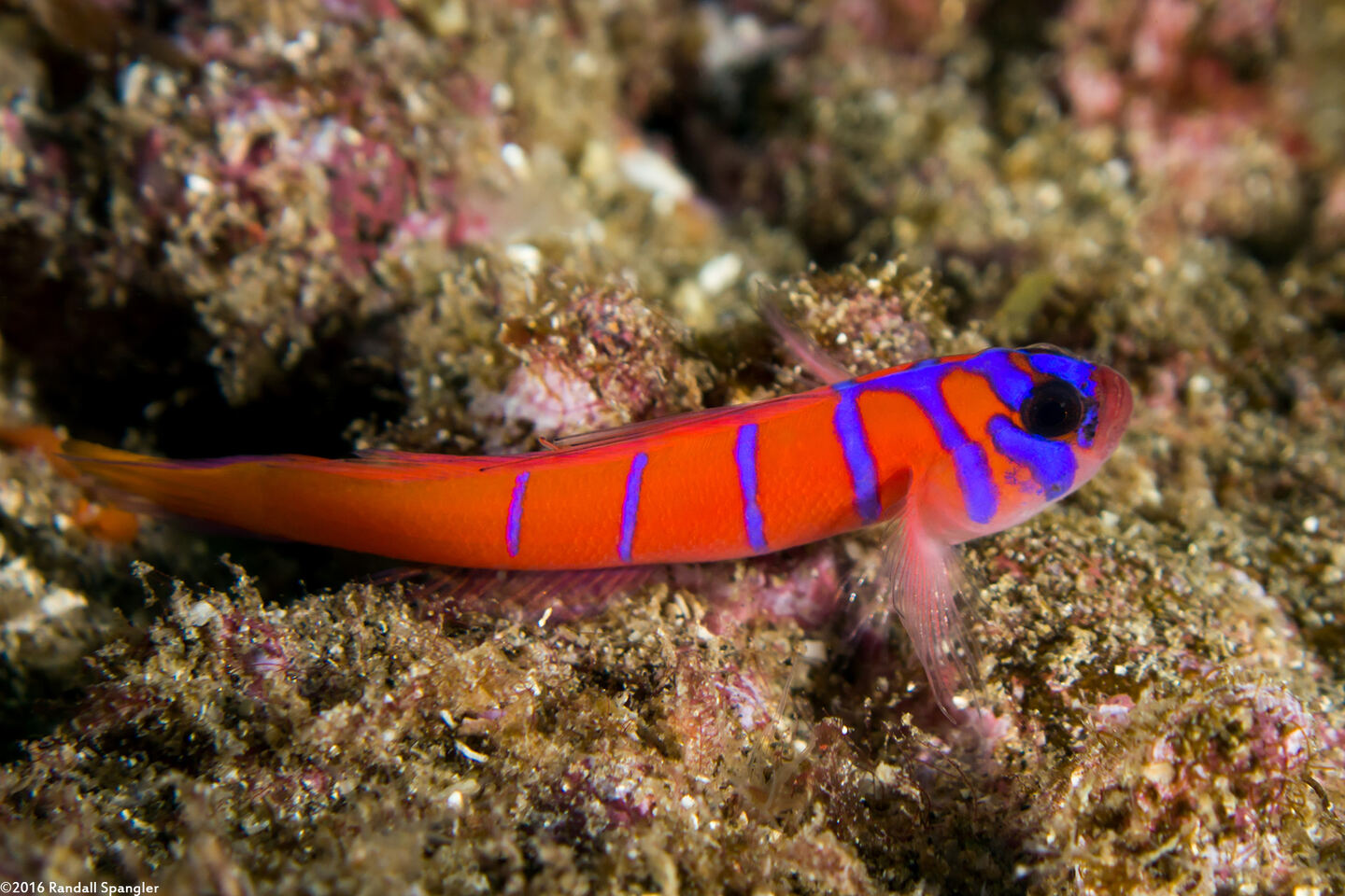 Lythrypnus dalli (Bluebanded Goby)