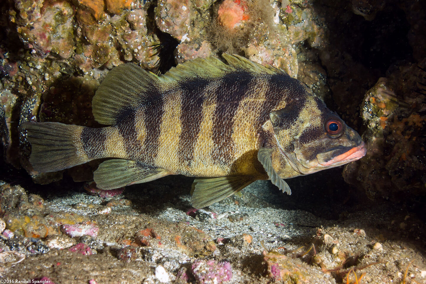 Sebastes serriceps (Treefish)
