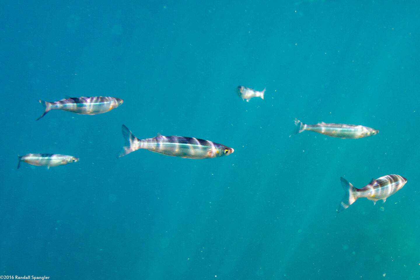 Atherinops affinis (Topsmelt)