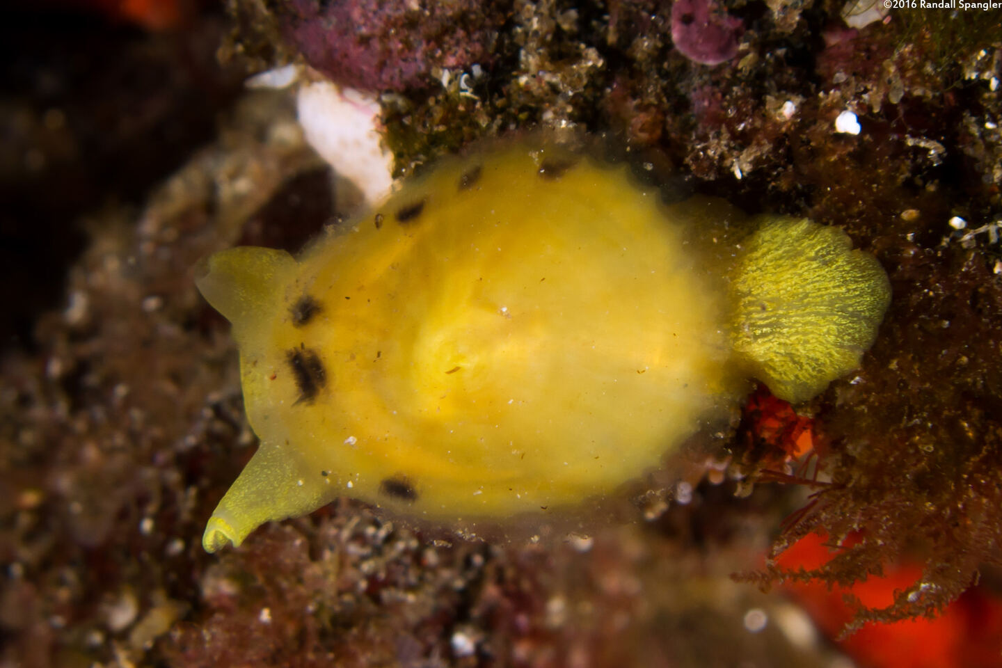 Tylodina fungina (Mushroom Sidegill)